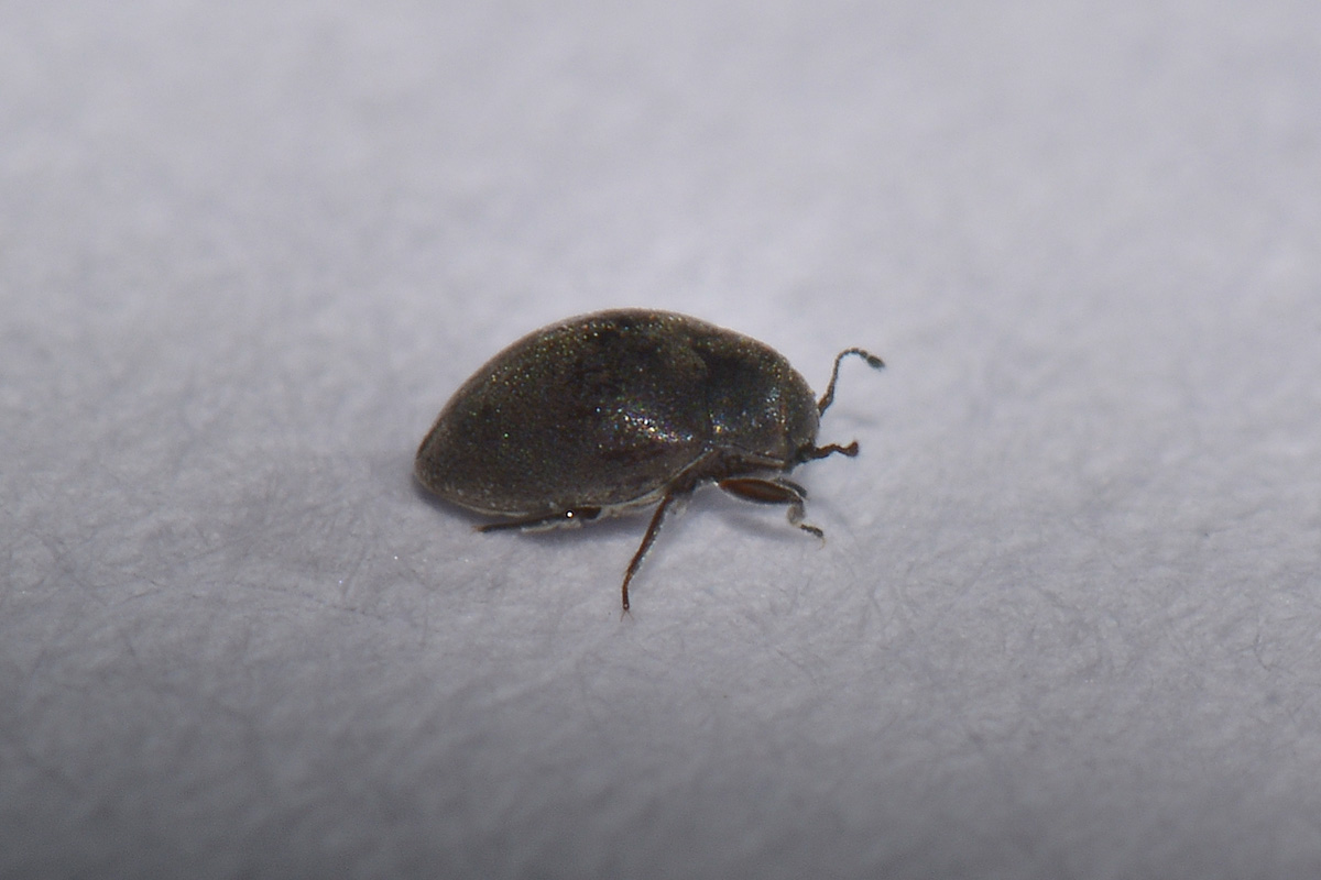 Limnichidae: Limnichus aff. incanus